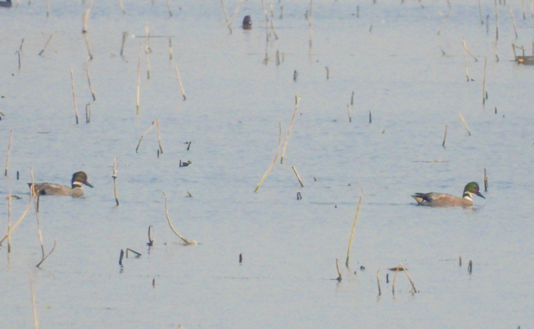 In Jagadishpur, migratory birds decline for 3 consecutive years