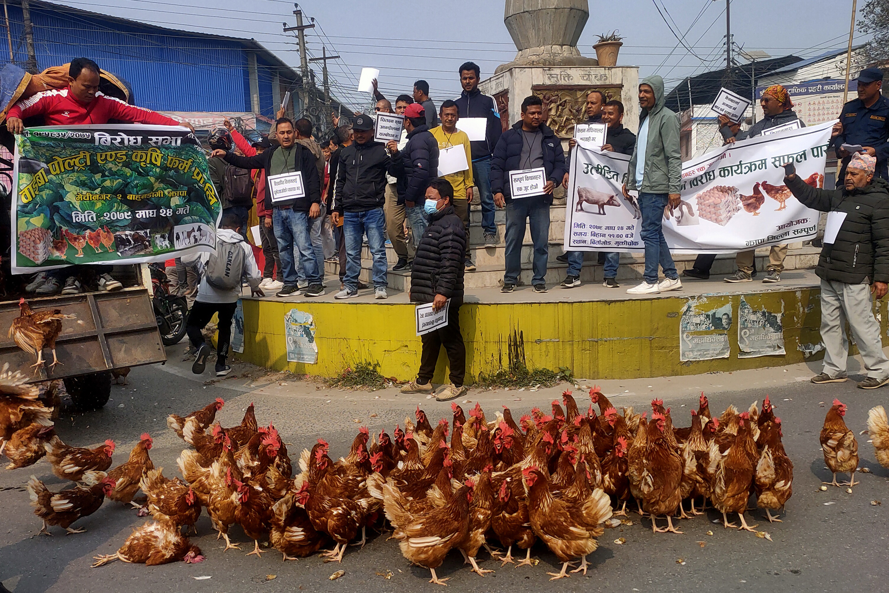 Farmers in Jhapa demonstrate by throwing chickens & eggs onto the road