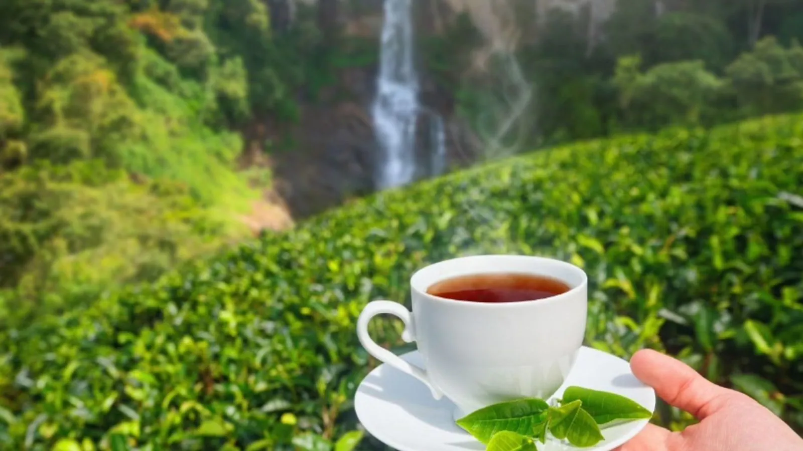 Tea worth Rs 38 million exported