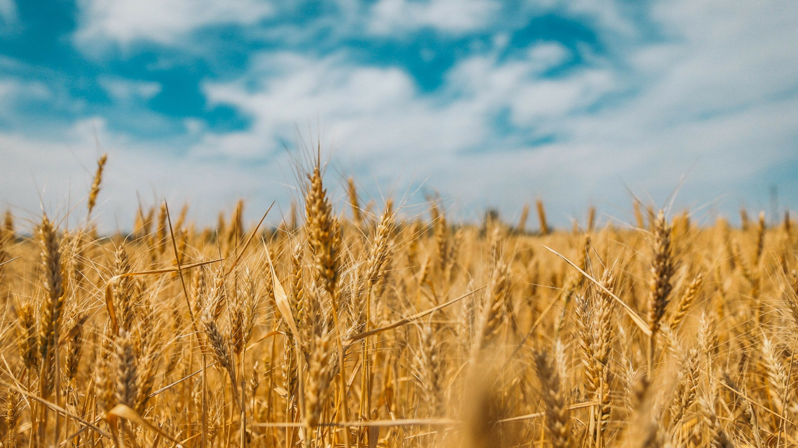 Govt fixes support price of wheat