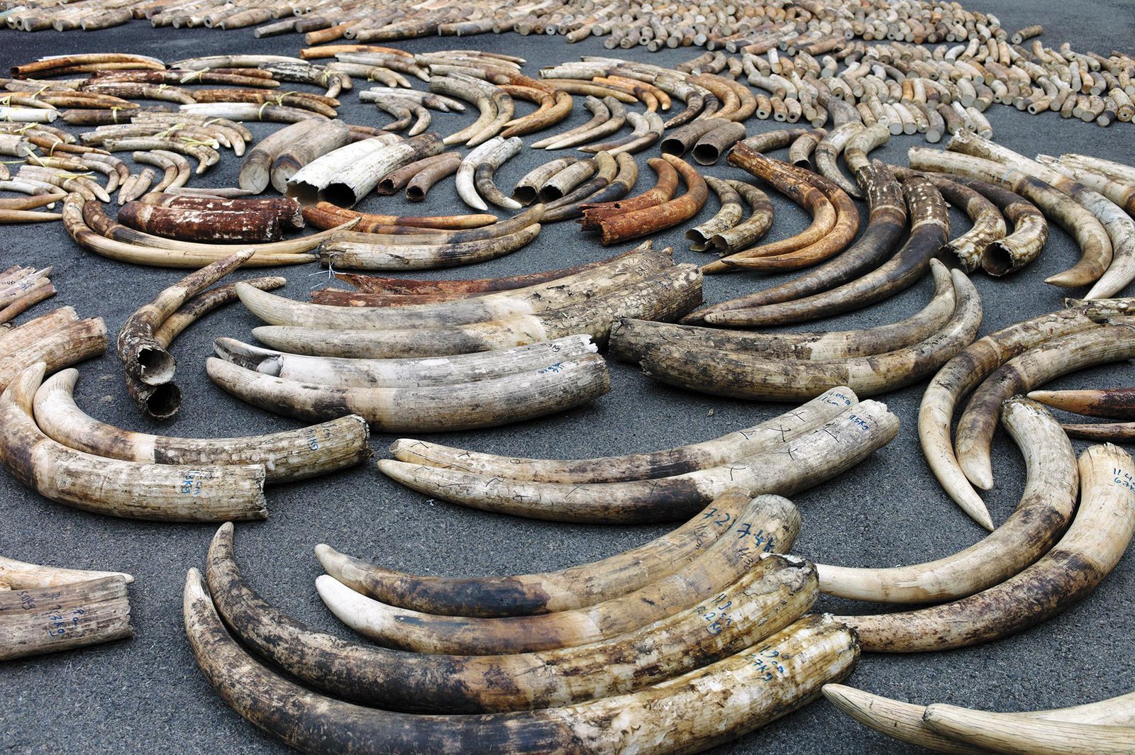 Kenyan police nab 3 suspects with elephant tusks