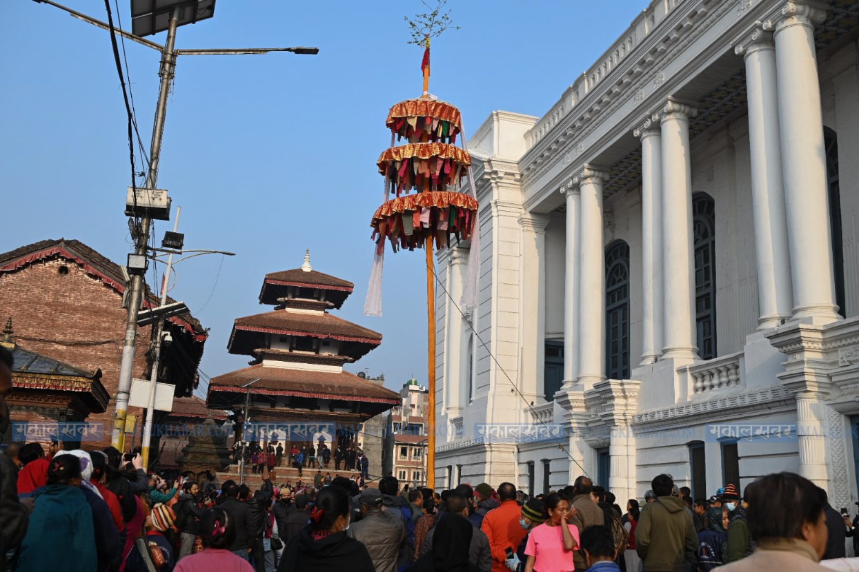 Chir erected in Basantapur to commemorate start of Holi festival (photos included)