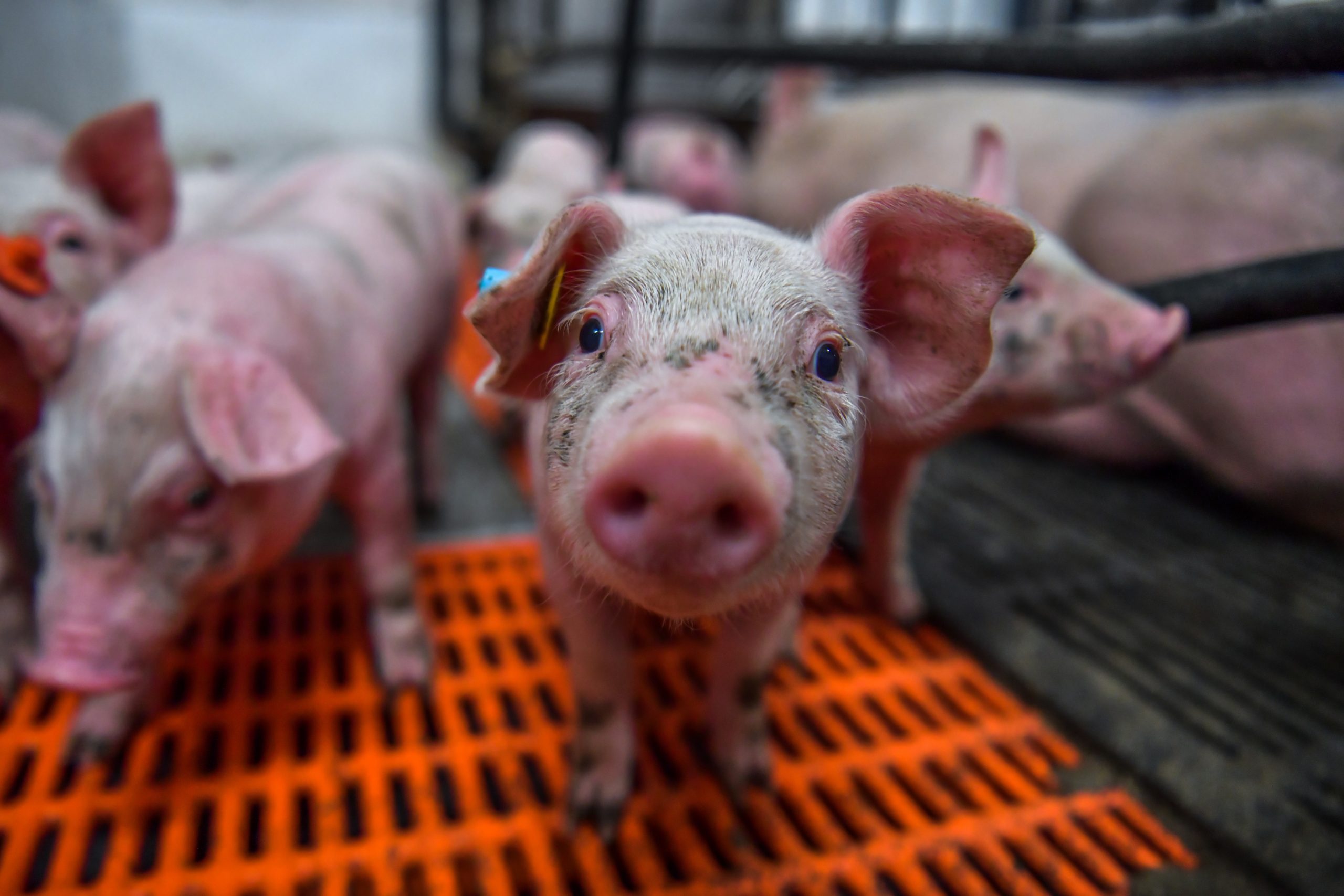 Vietnam on alert after human cases of pig-related disease discovered