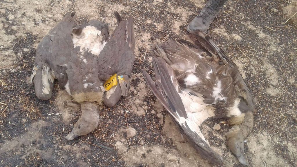 Five endangered vultures found dead in Nawalparasi