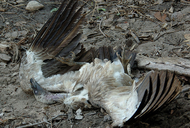 One more White-rumped vulture found dead in Kawasoti