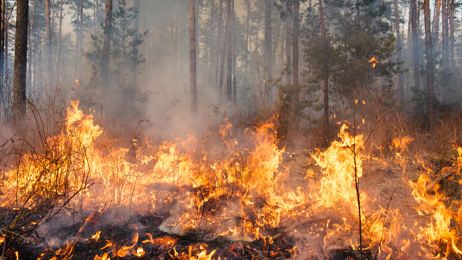 Five thousand hectares of forest under fire in Banke