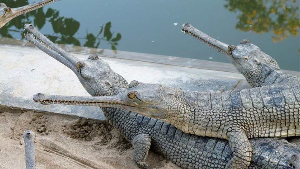 Crocodile Breeding Center releases 150 gharials into Rapti River