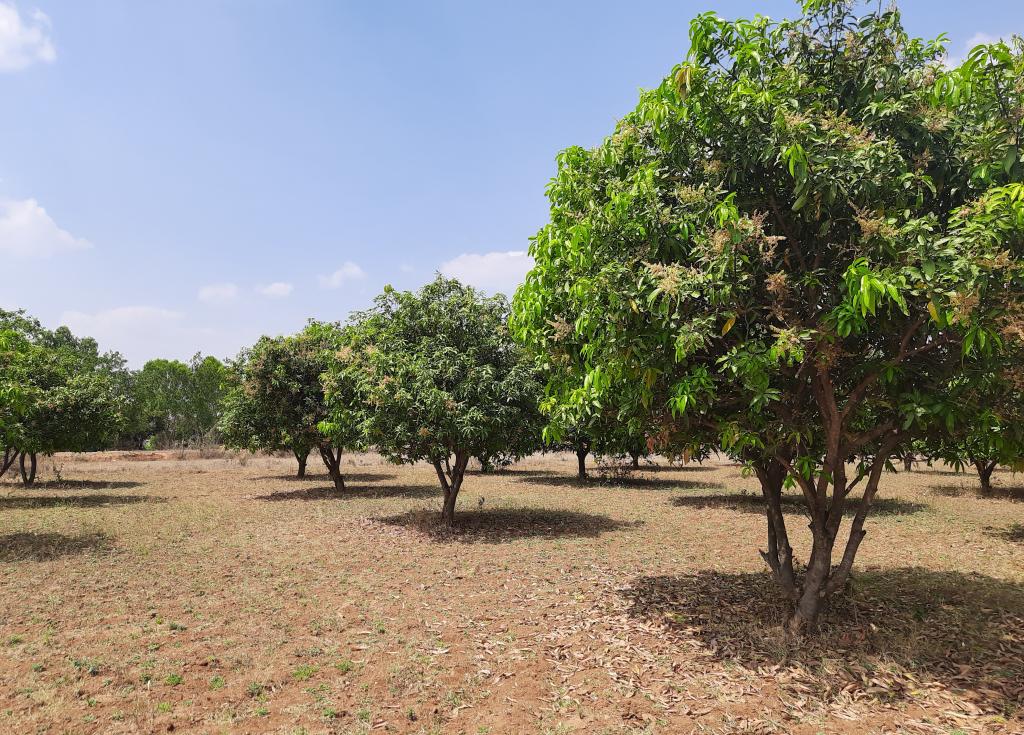 Mango trees bloom with flowering