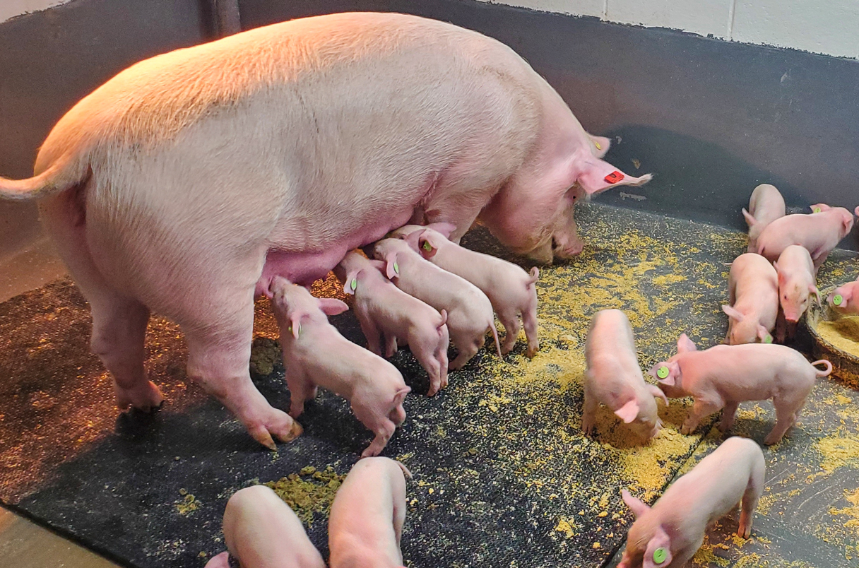 African swine flu kills 46 pigs in Parbat