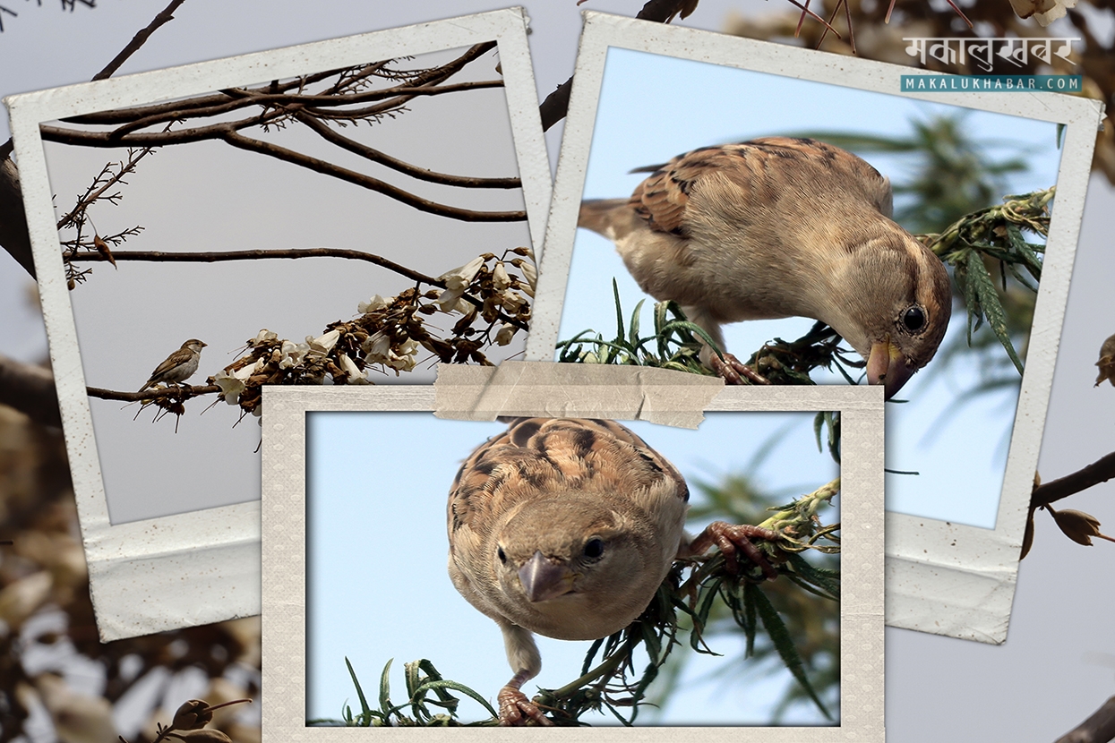 World Sparrow Day being observed today