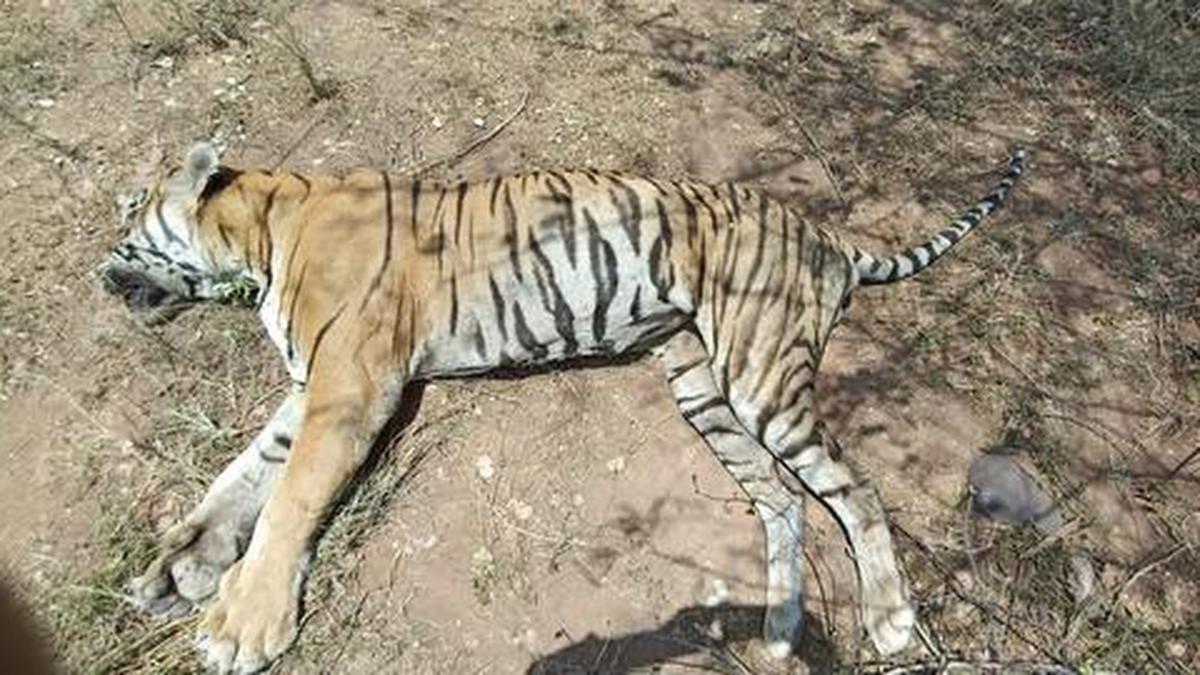 Royal Bengal tiger found dead