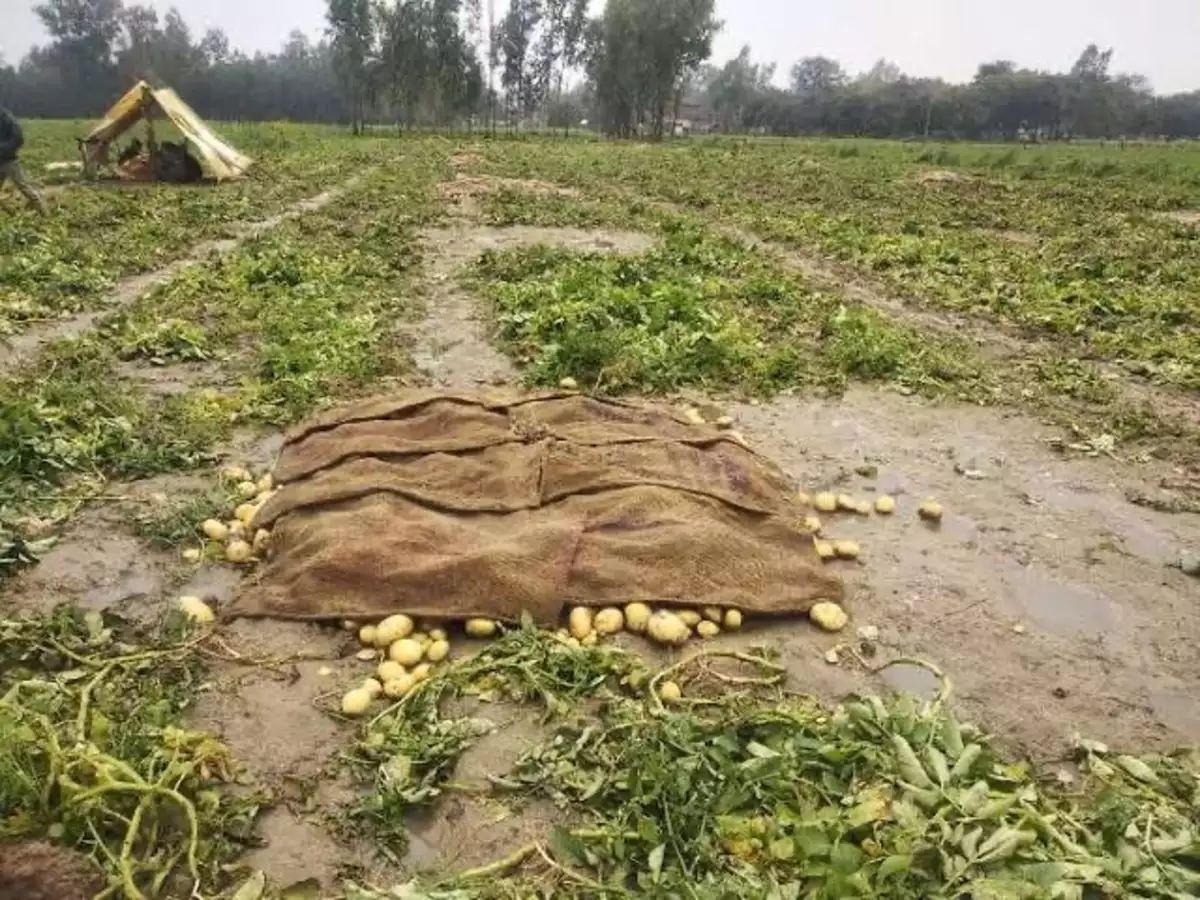 Unseasonal rains, hailstorms damage standing crops in large parts of India