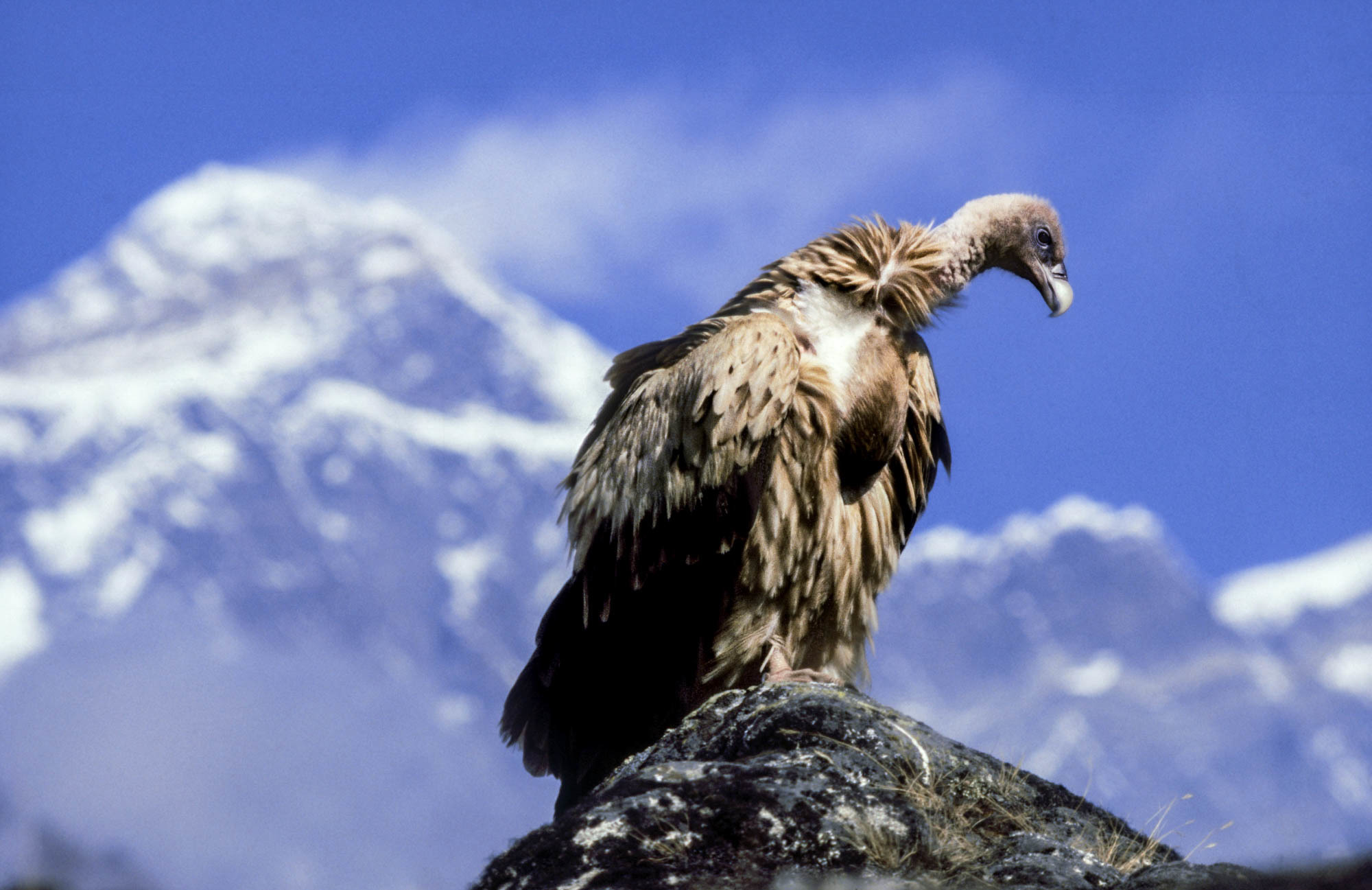 Vultures on verge of extinction in Sudurpaschim