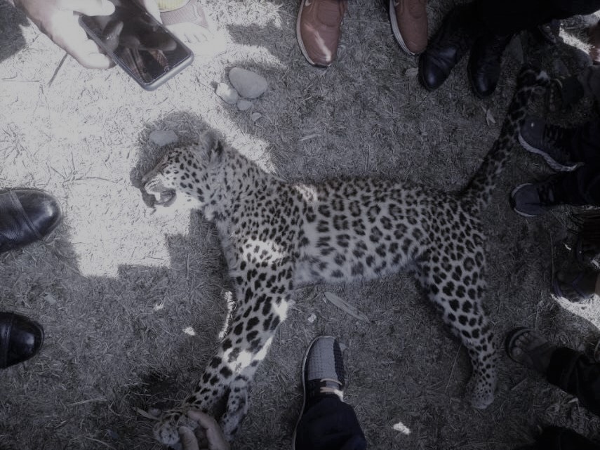 Pokhara: 2 injured in a leopard attack, also leopard found dead