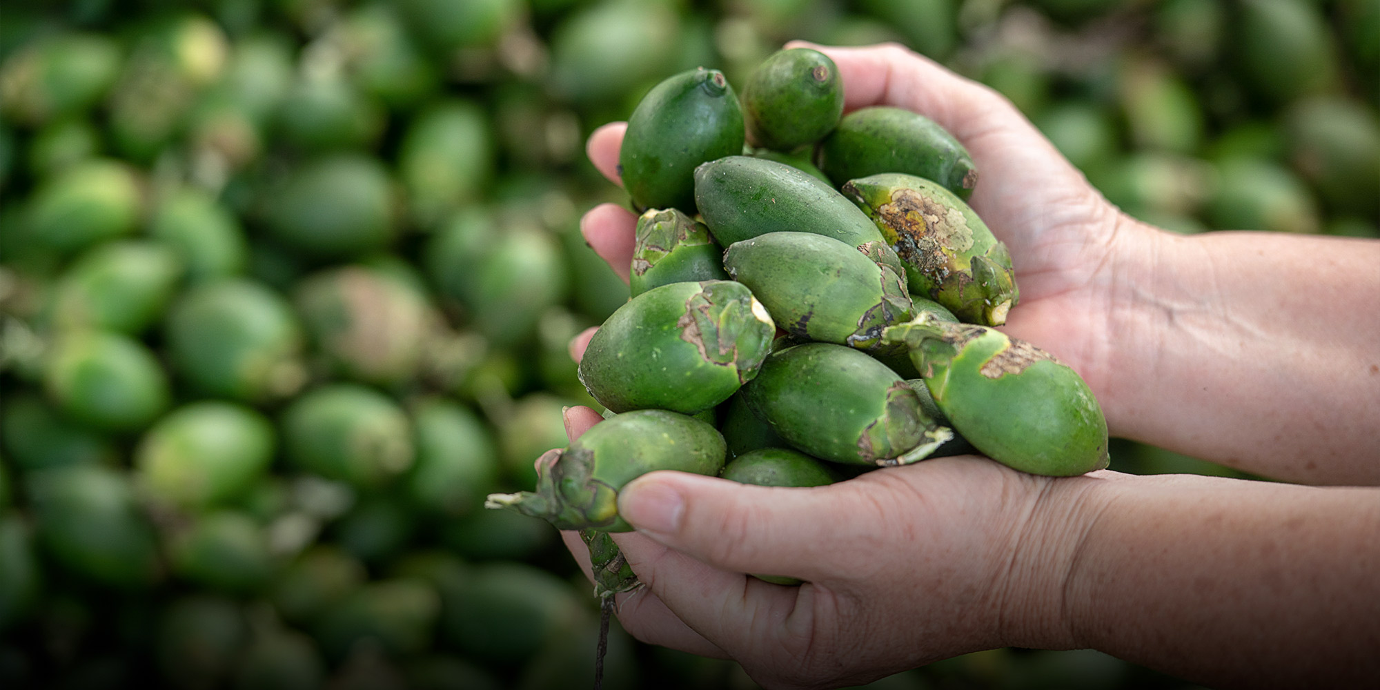 Call to ban illegal imports of betel nuts, chicken