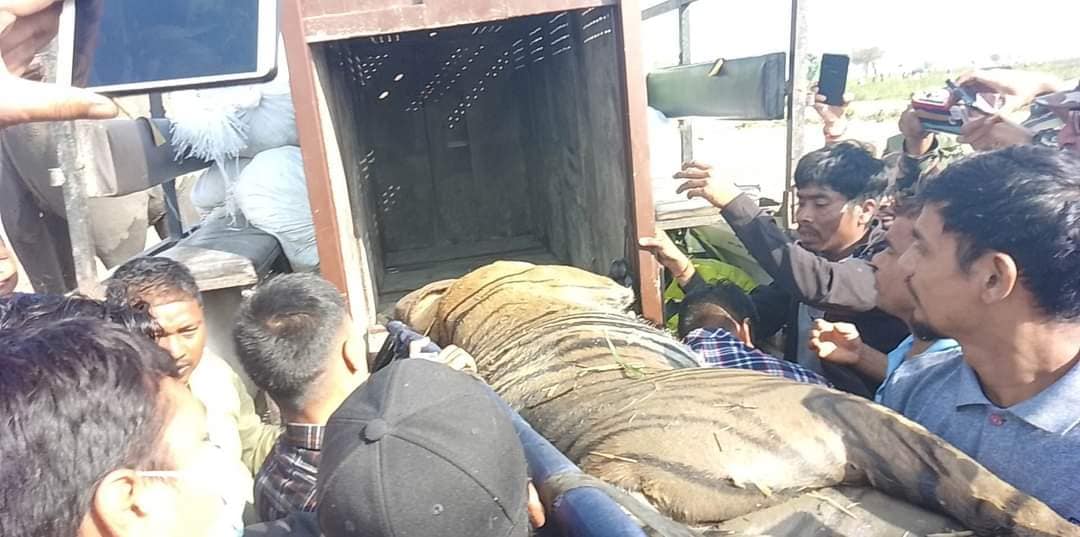 Tiger that kills woman to be transported to Central Zoo in Lalitpur