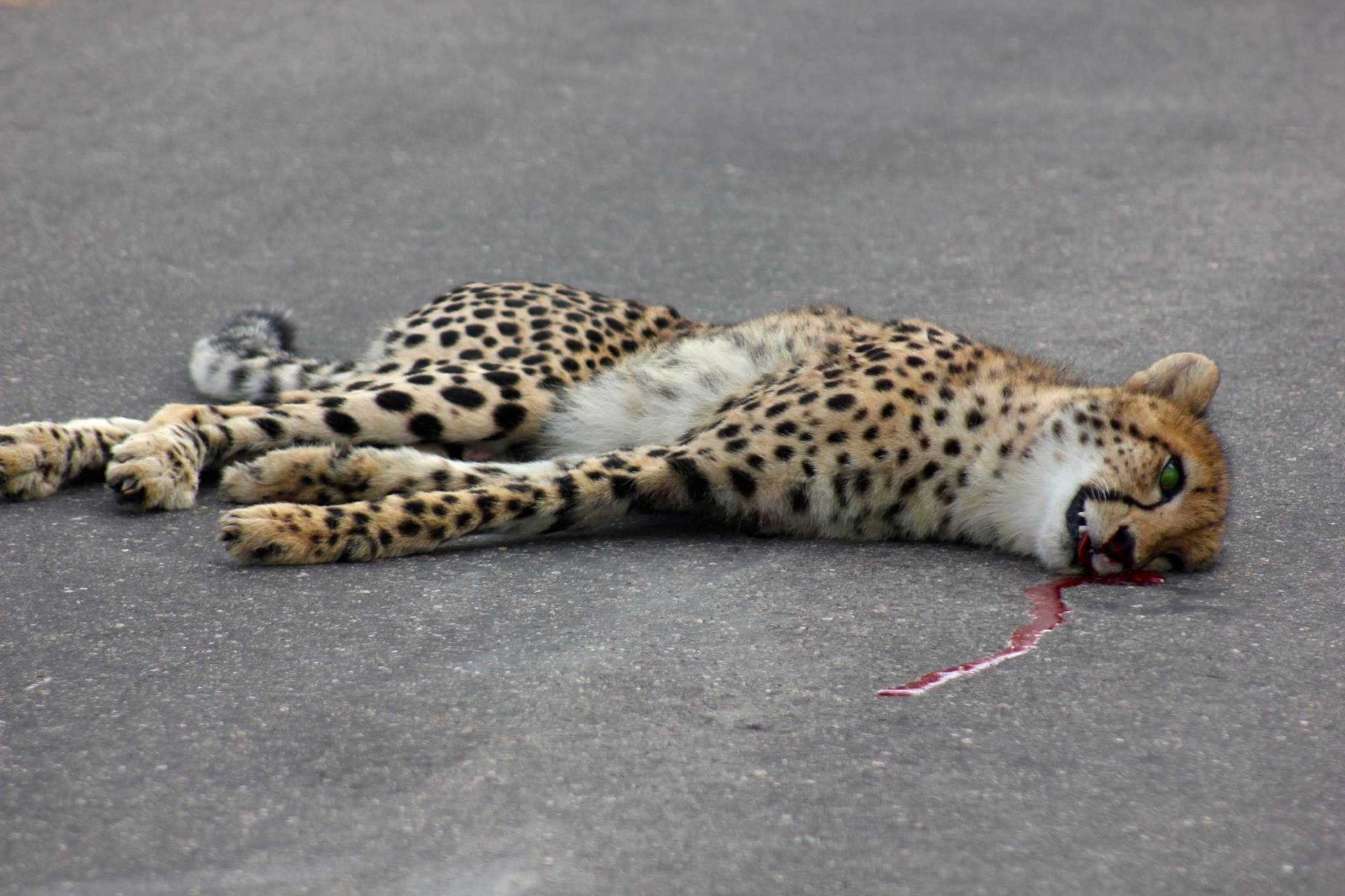 Cheetah killed in road accident