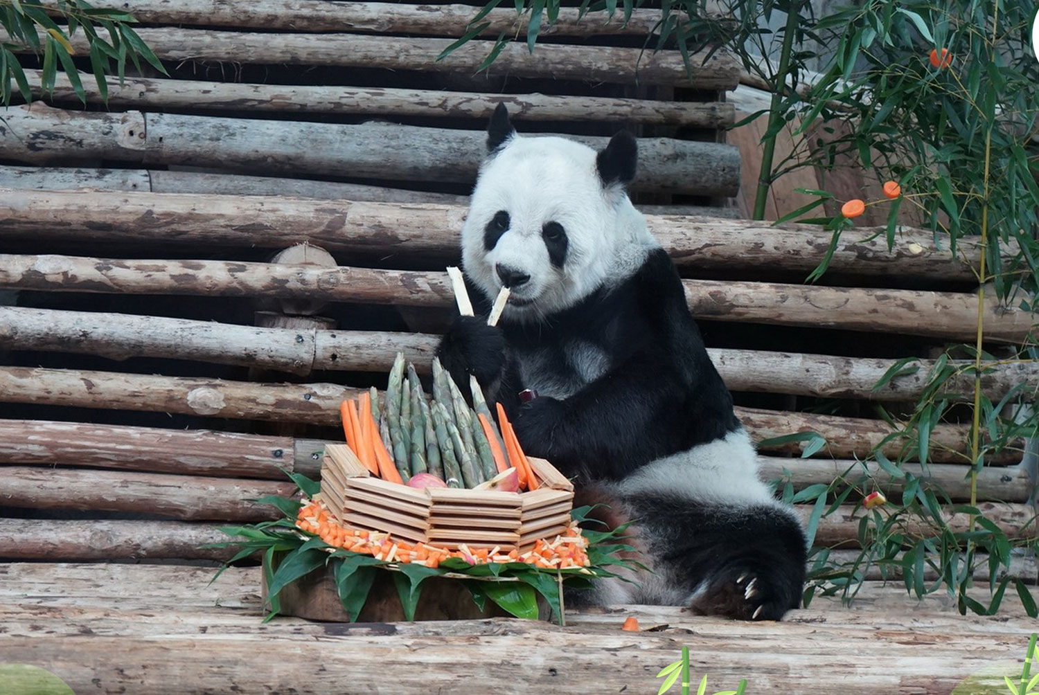 21-year-old panda dies in Thailand