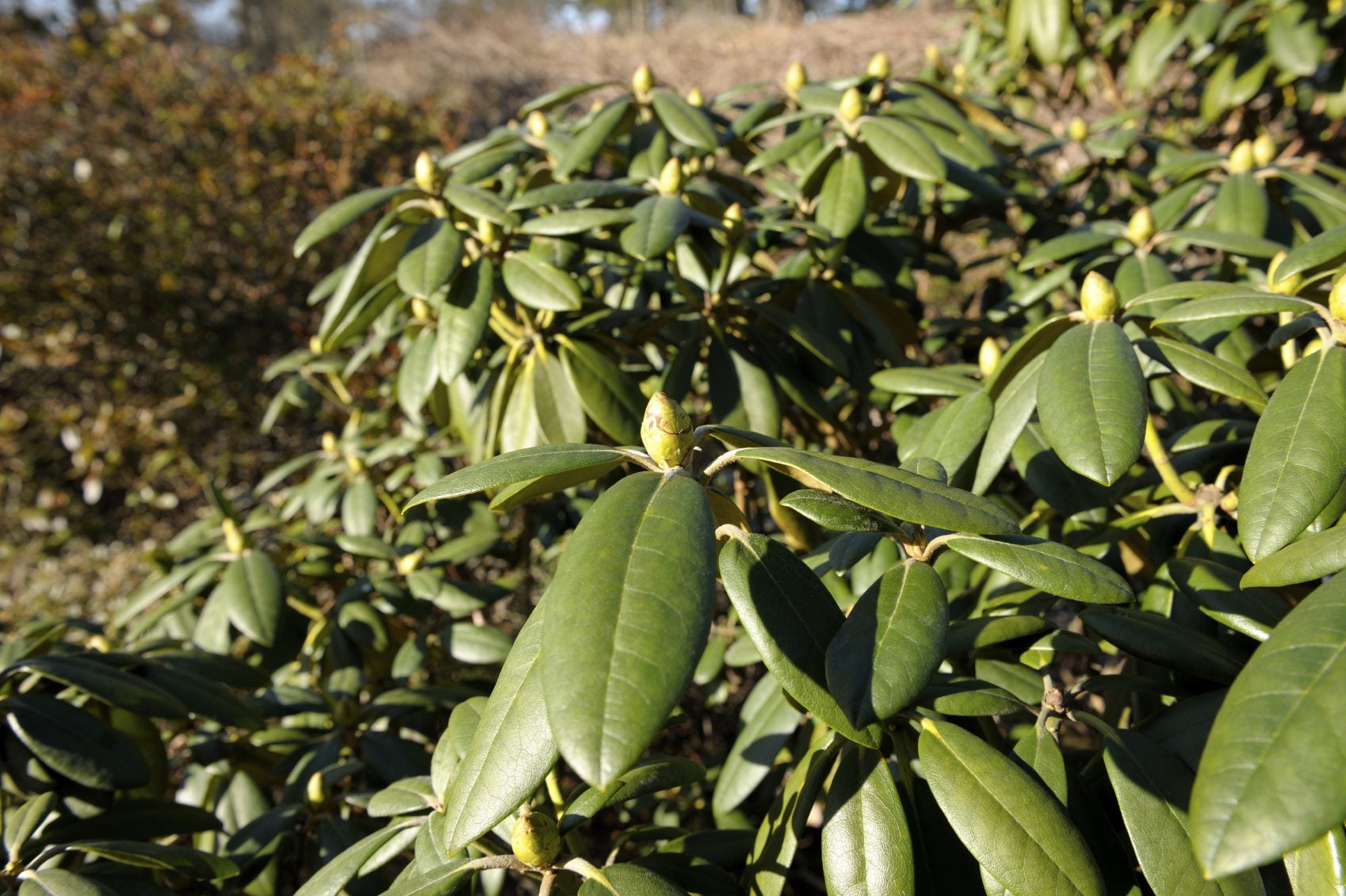 Pathibhara rhododendrons not flowering at regular time sounds the alarm