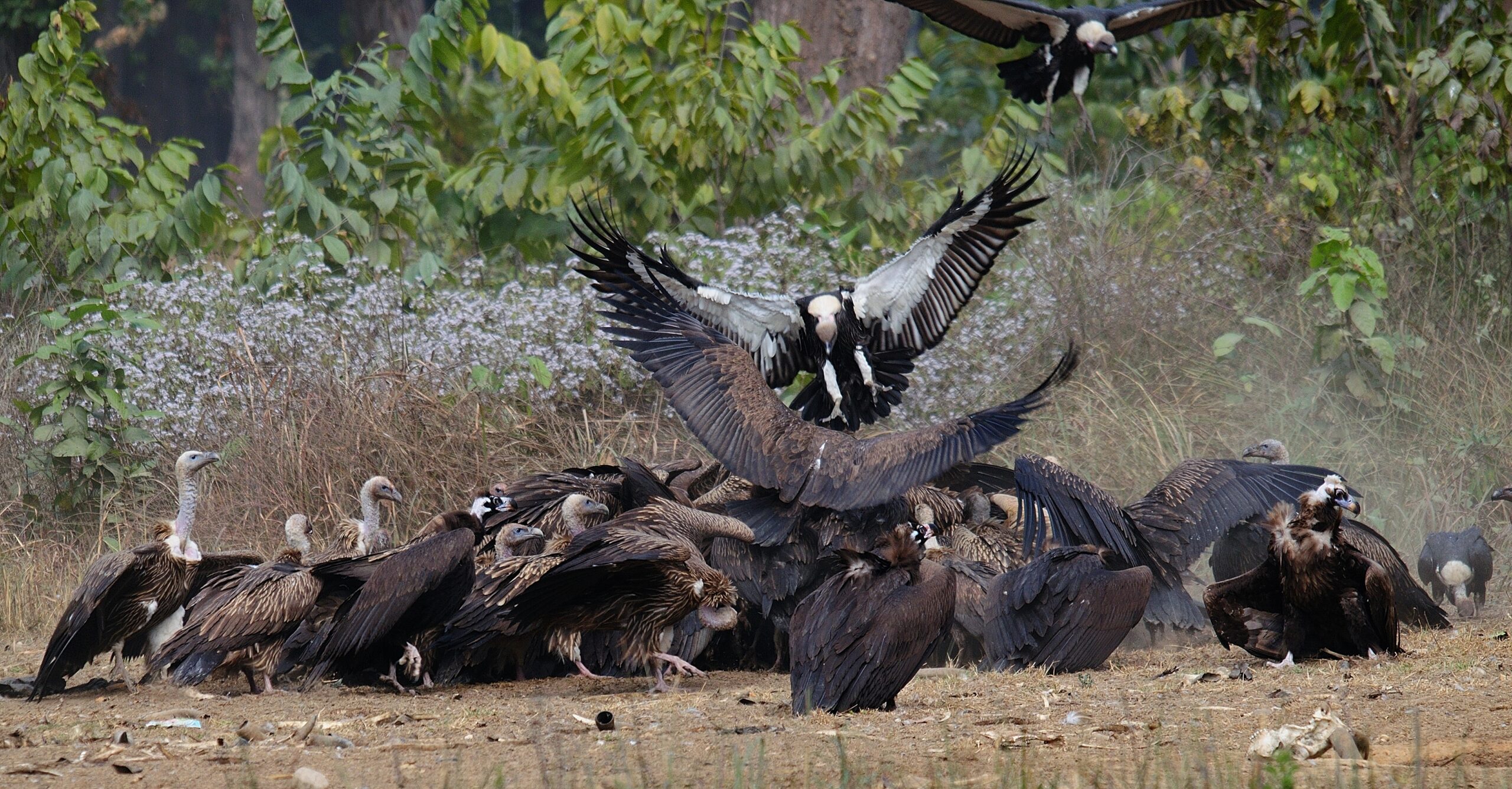 Vulture restaurants instrumental to conserve threatened bird