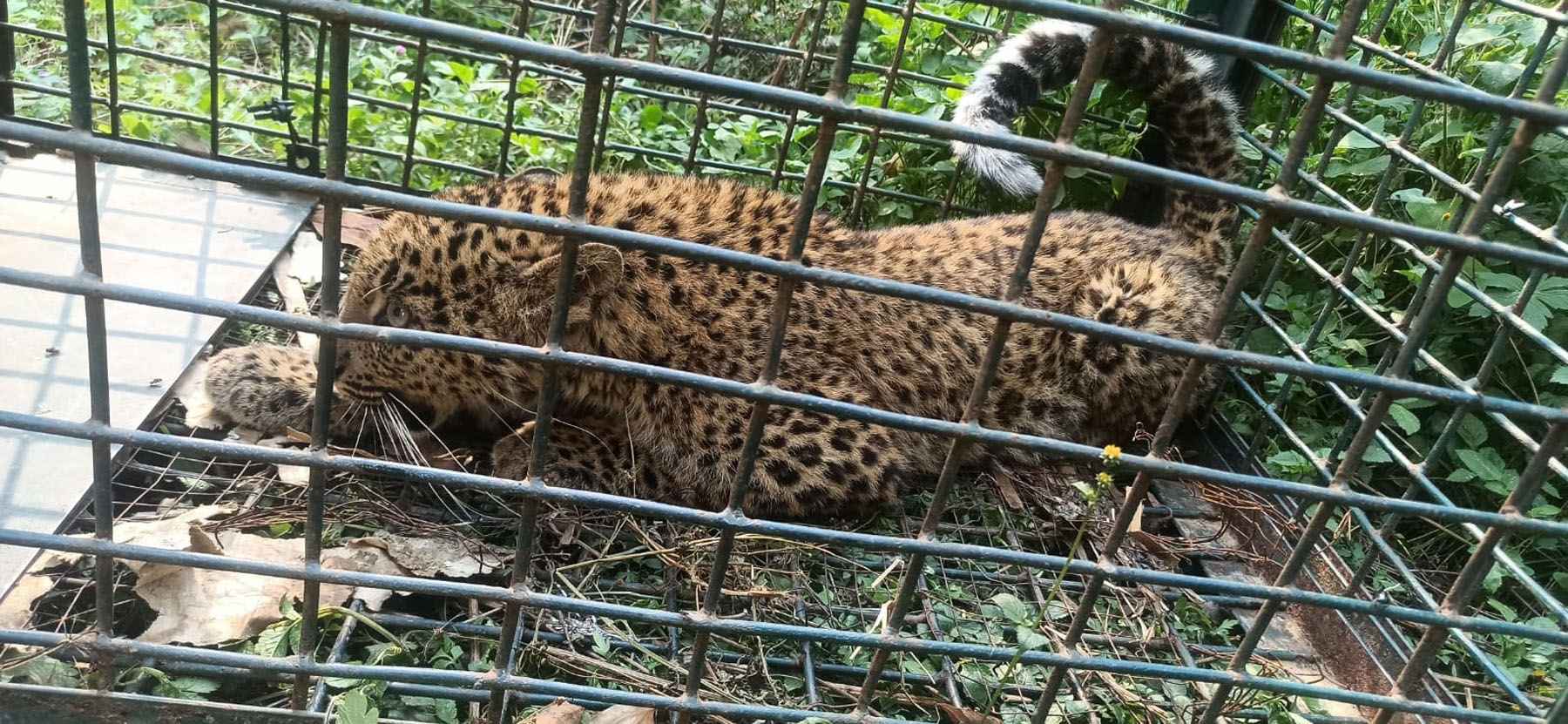 Cheetah spreading terror around TU area caught