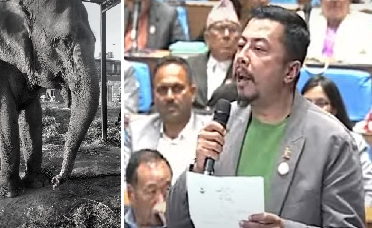 Culprits who severed the elephant’s trunk should face charges: MP Biraj Bhakta Shrestha