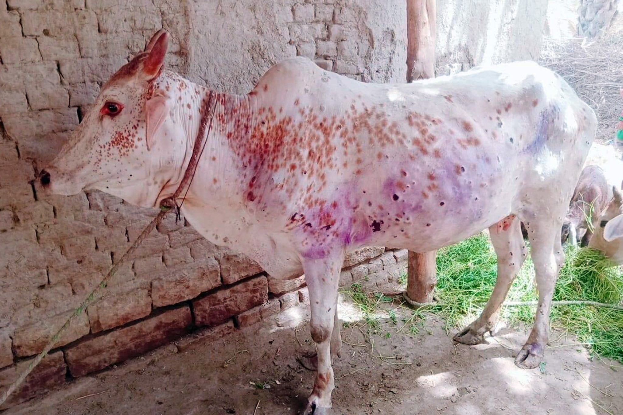 Over 18,000 cows infected with lumpy skin disease in Bagmati State