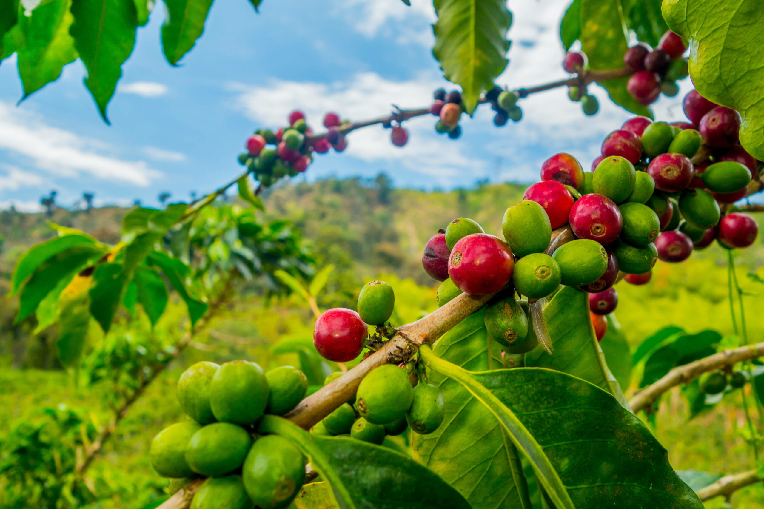 Khanikhola Rural Municipality providing grant for coffee production