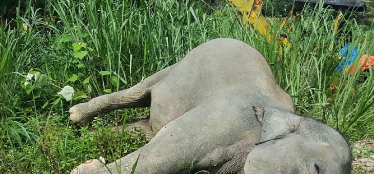 Elephant found dead in Shuklaphanta