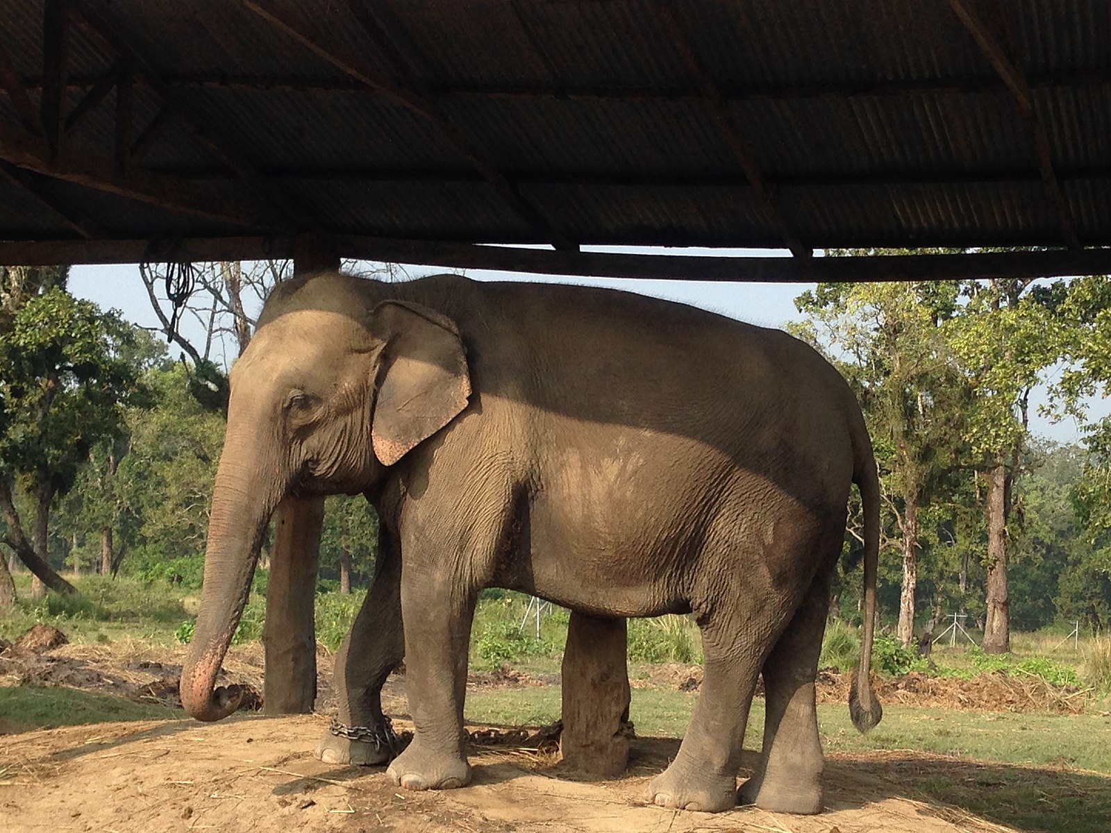 Injured Chanchalkali takes fodder through its trunk after 50 days