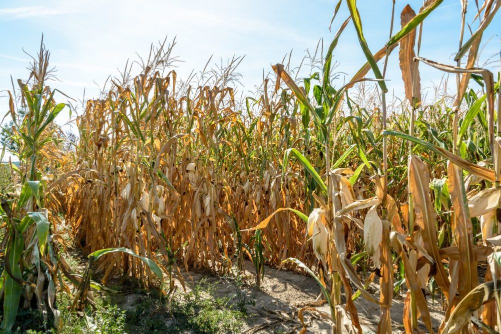 Drought hits maize crop