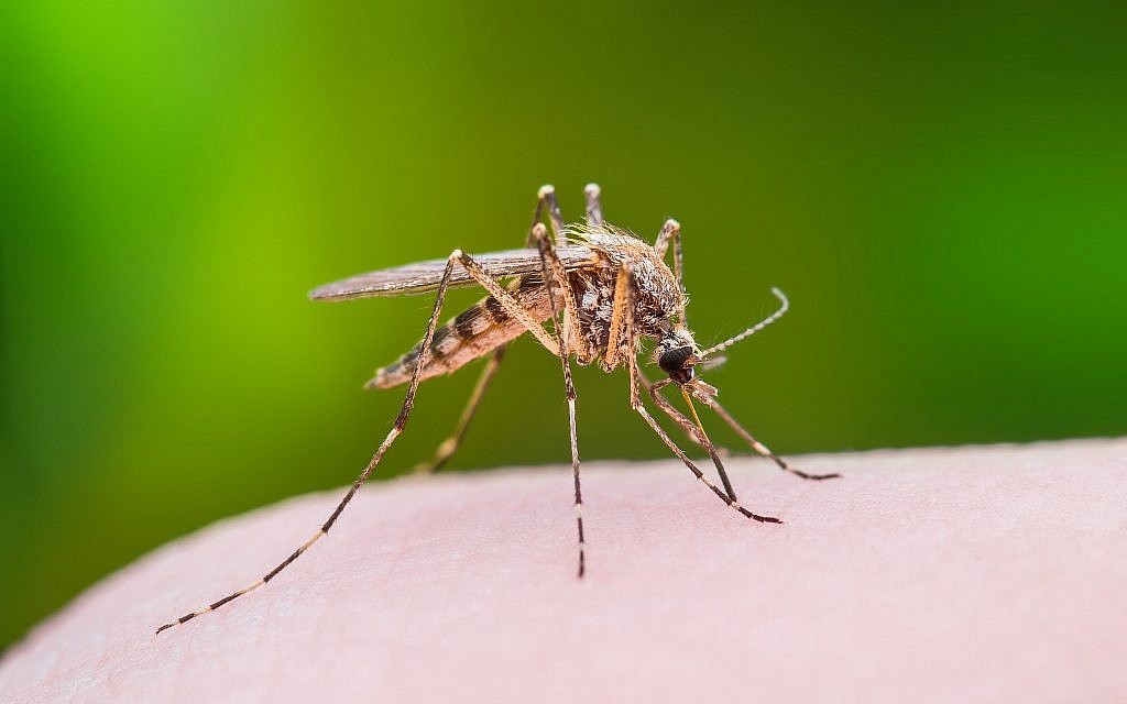 JE claims 31 lives in Nepal this year, highest in a decade