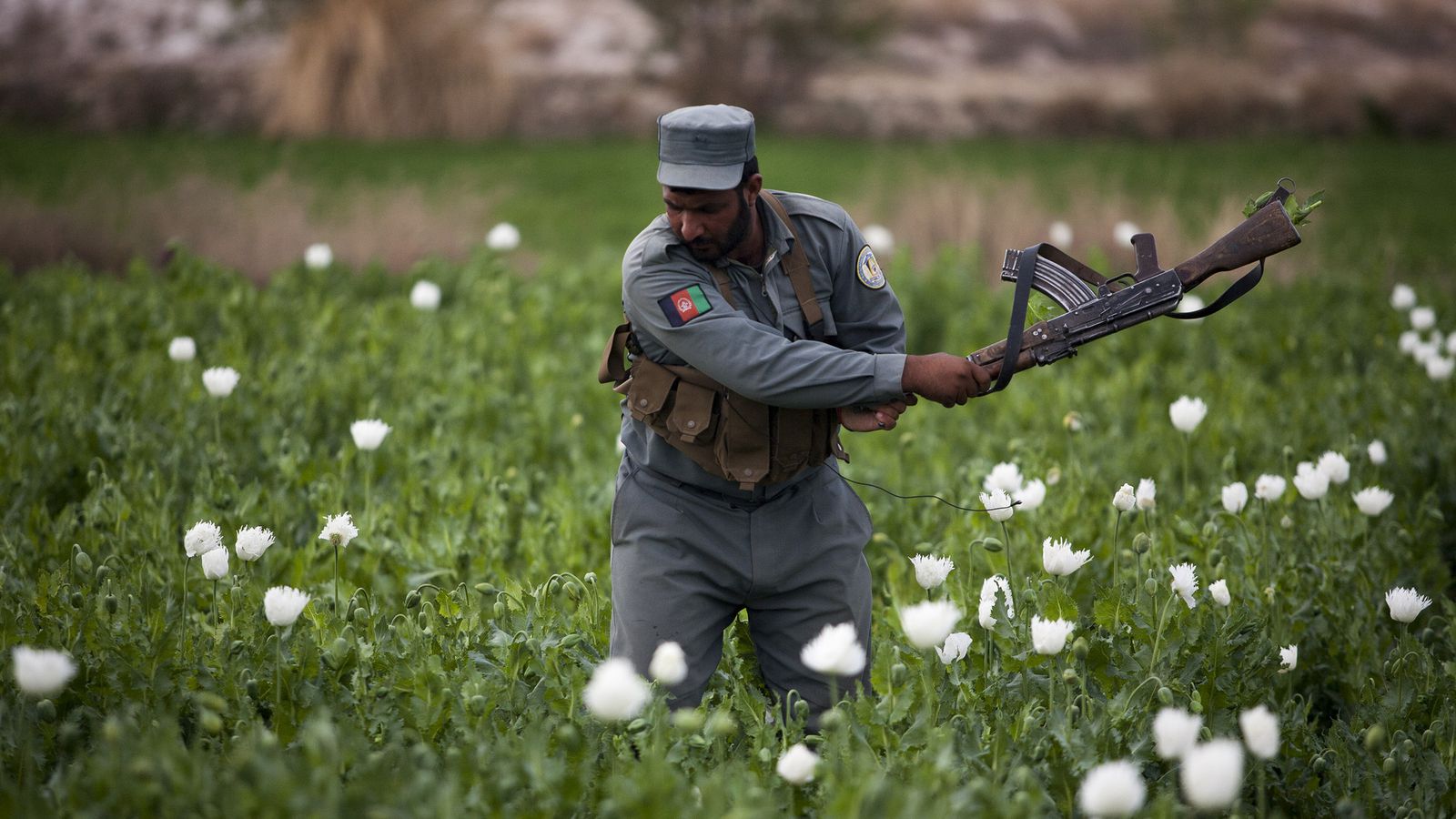Afghan police destroy poppy farms, arrest 10