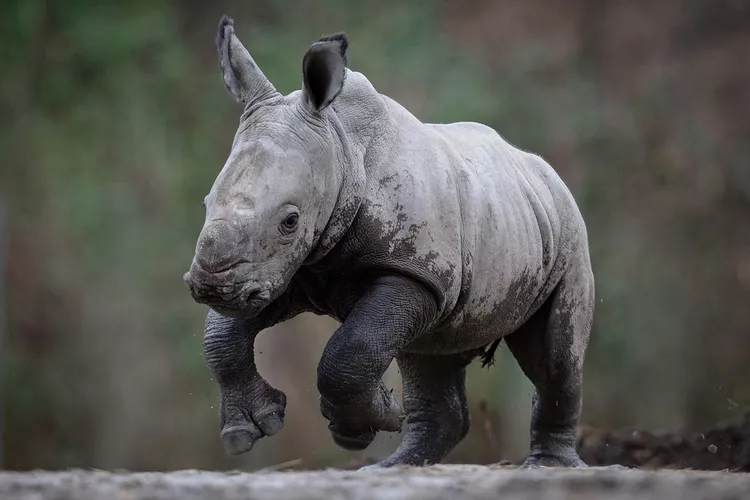 Two rhino calves released into wild