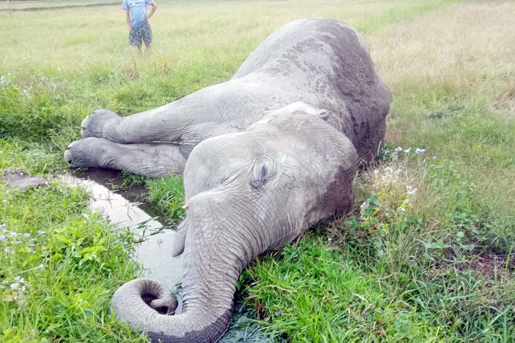 Elephant dies in Jhapa