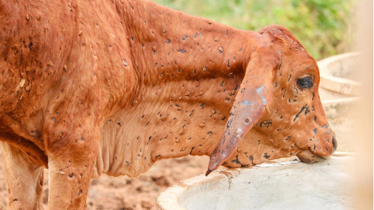 Lumpy skin disease spreads in 12 districts of Koshi State killing over 1,100 cattle