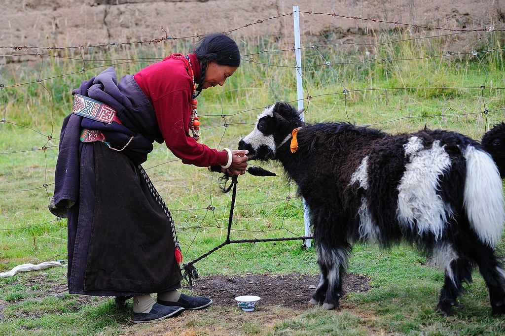 Local level distributes yaks to farmers