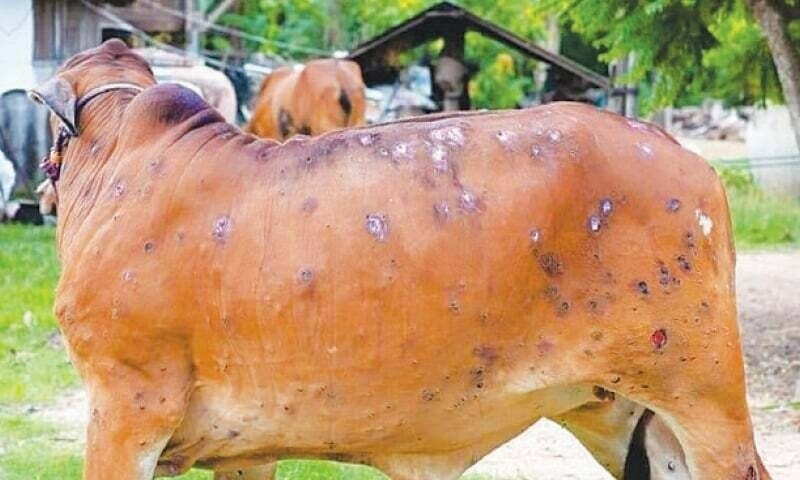 300 cattle vaccinated against LSD in Gorkha