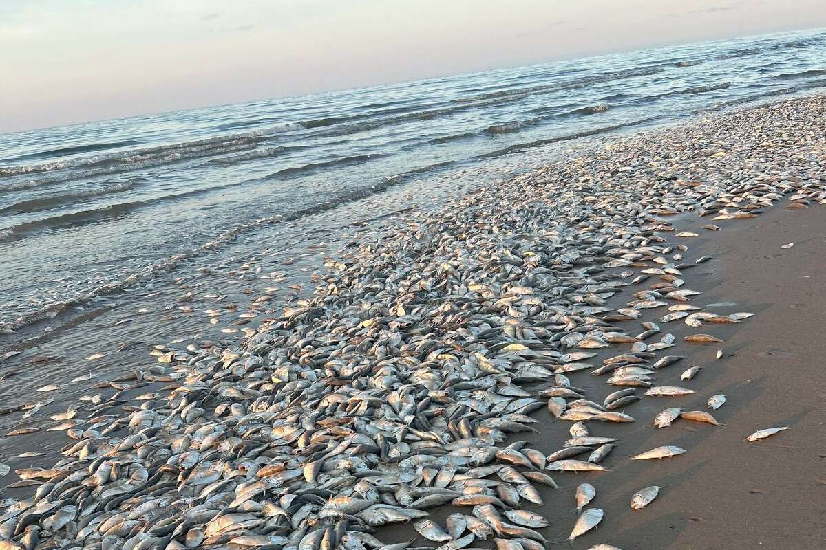 Thousands of dead fish wash ashore in U.S. Texas – English.MakaluKhabar.com