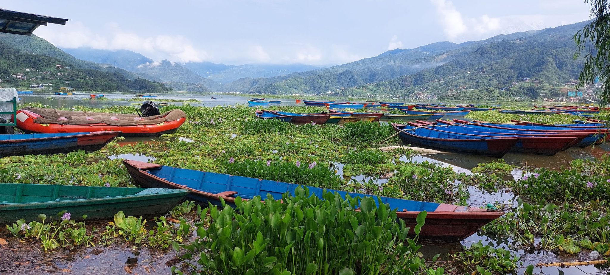 Water hyacinth covers Phewa Lake (photos)