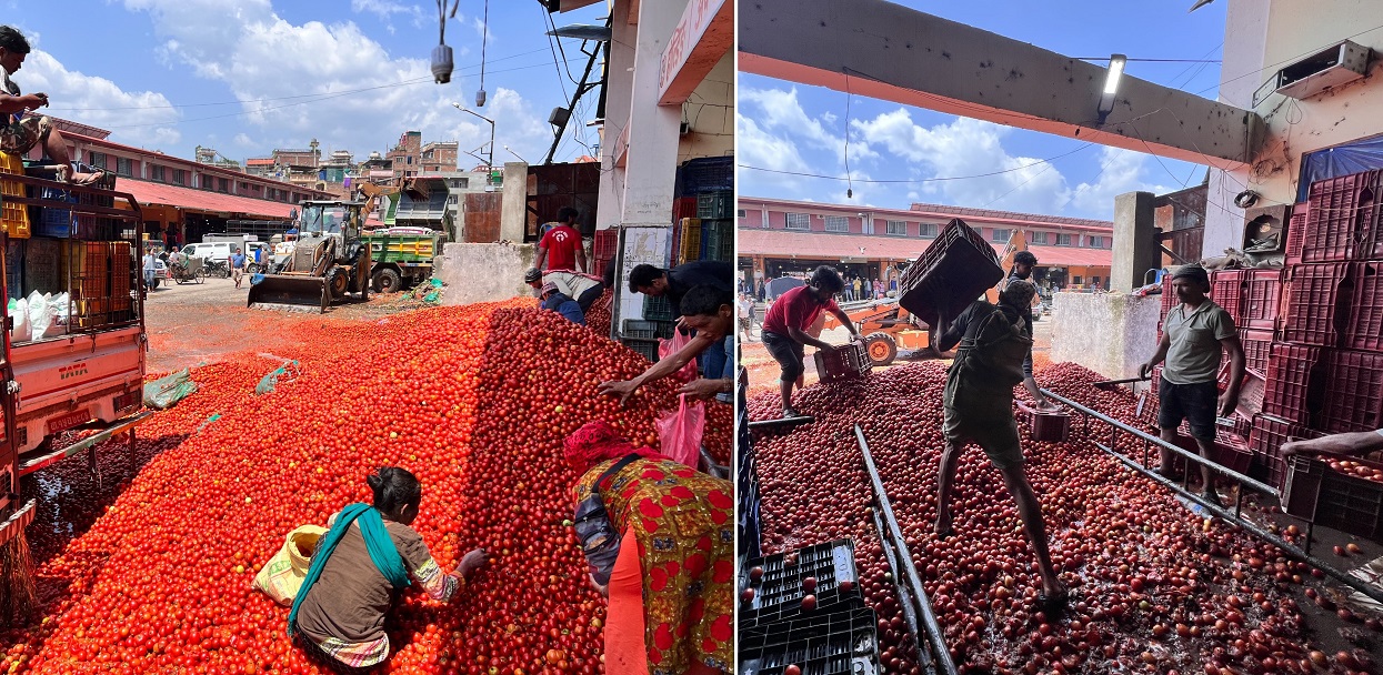 Tomatoes tossed in Kalimati after failing to sell for Rs 4 per KGs (photos)