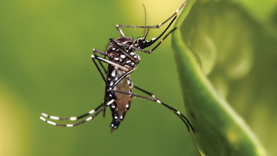 Six-year-old kid dies of dengue in Tanahun