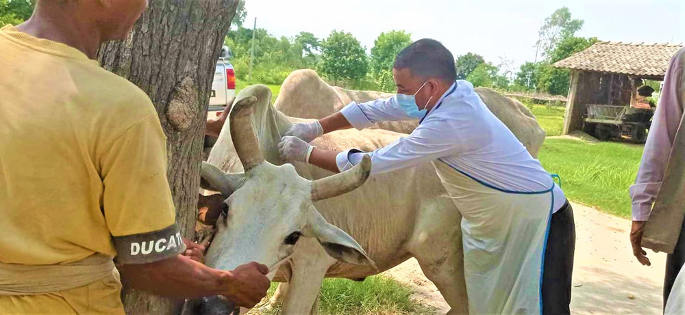 Bagmati government plans weeklong campaign against lumpy skin