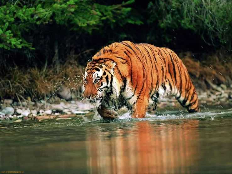 Tiger held and released in to national park