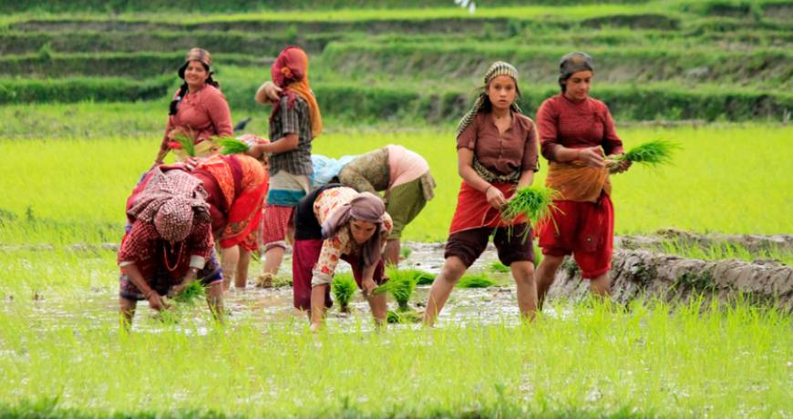 Only 60 percent of paddy transplantation in Karnali