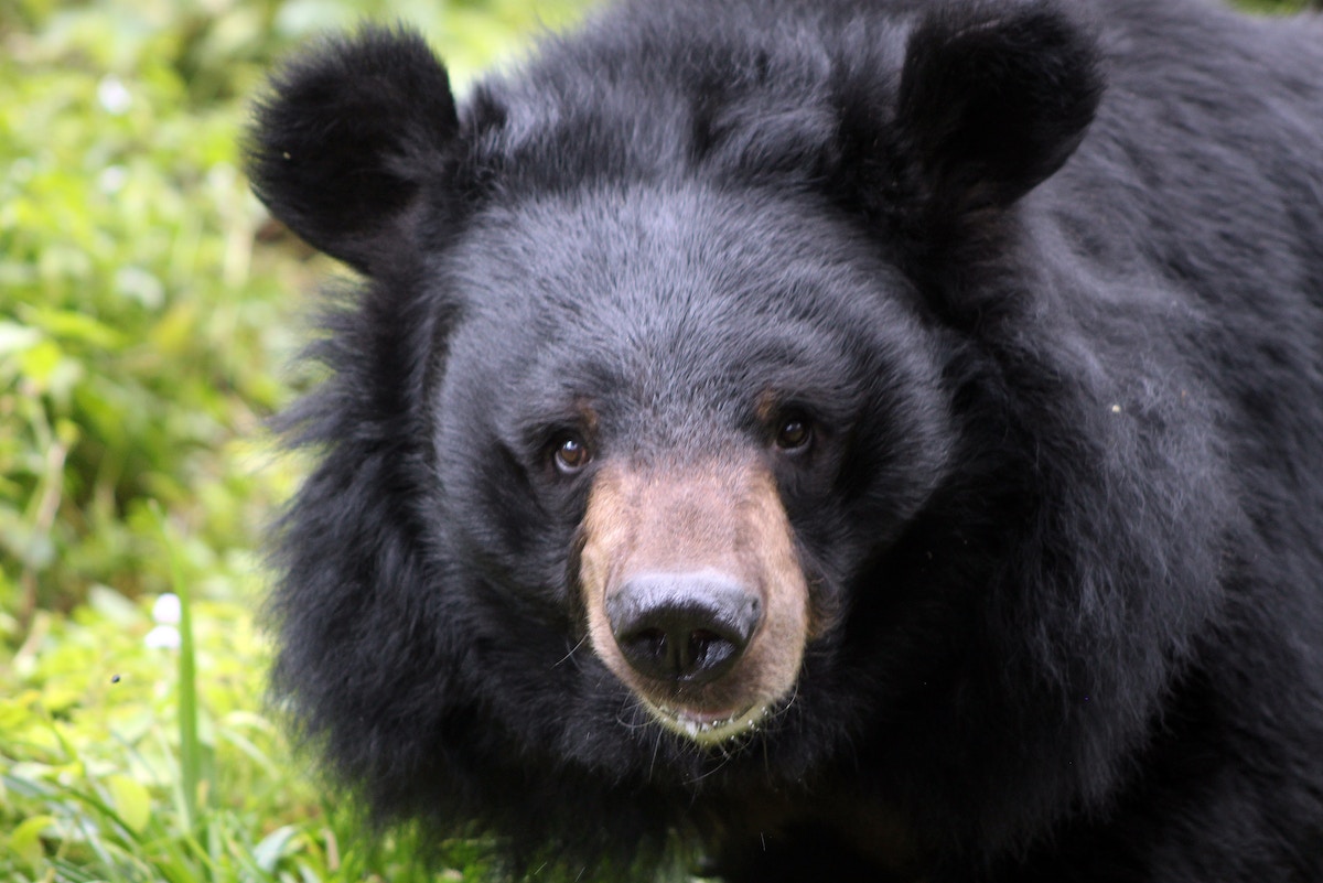 Two injured in bear attack, one in critical condition