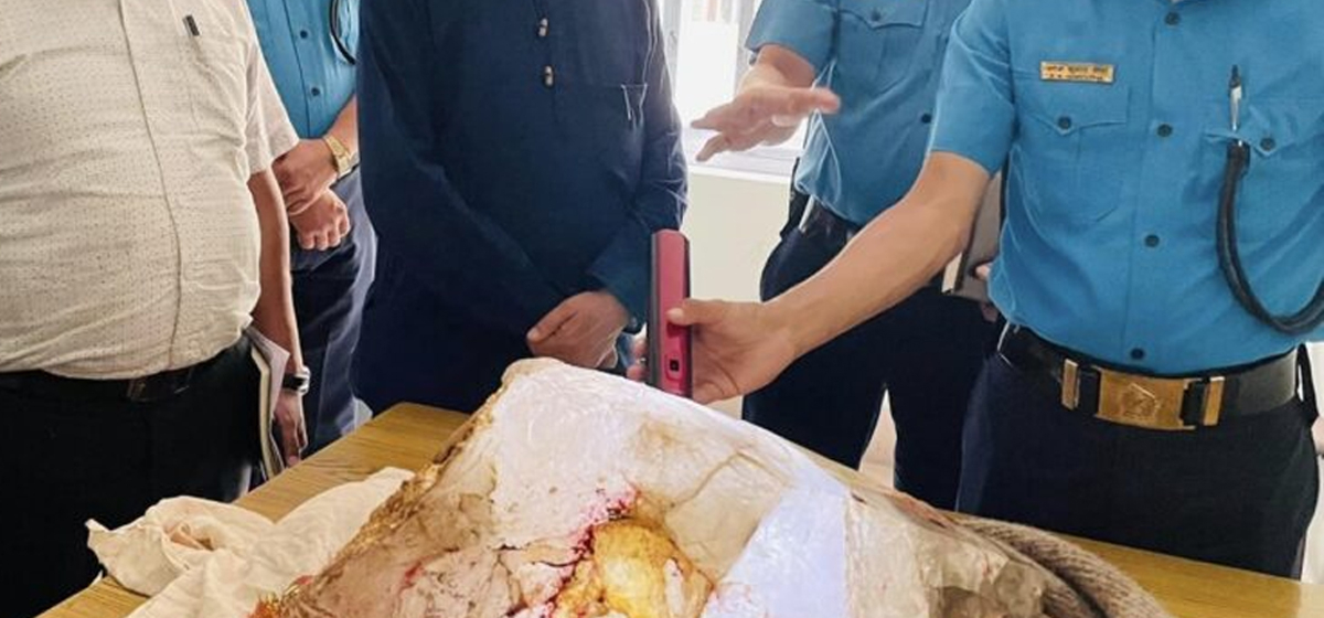 Luminous rock confirmed to be quartz crystal, weighs over 52 kgs