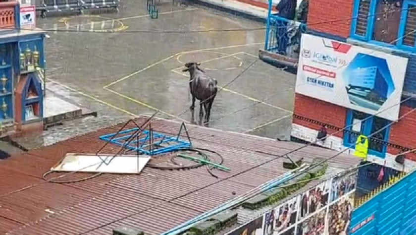 ‘Dart gun’ was shot at the buffalo that caused terror in Buddhanagar, may have escaped while trying to kill it!
