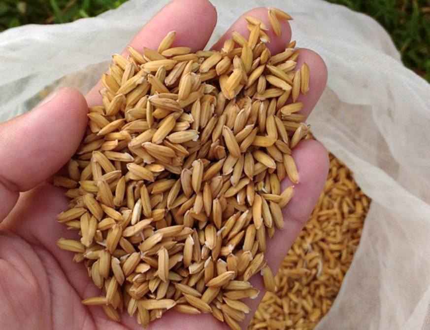 Duduwa Rural Municipality starts producing rice seeds