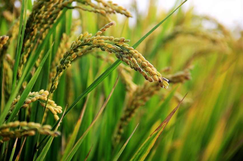 Indigenous crop varieties nearing extinction on large scale from Myagadi